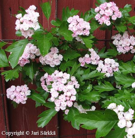 Crataegus x mordenensis 'Toba' - helmiorapihlaja - prlhagtorn